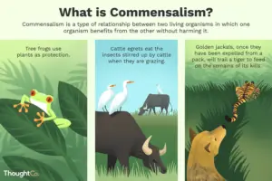 What is a Commensalism Relationship