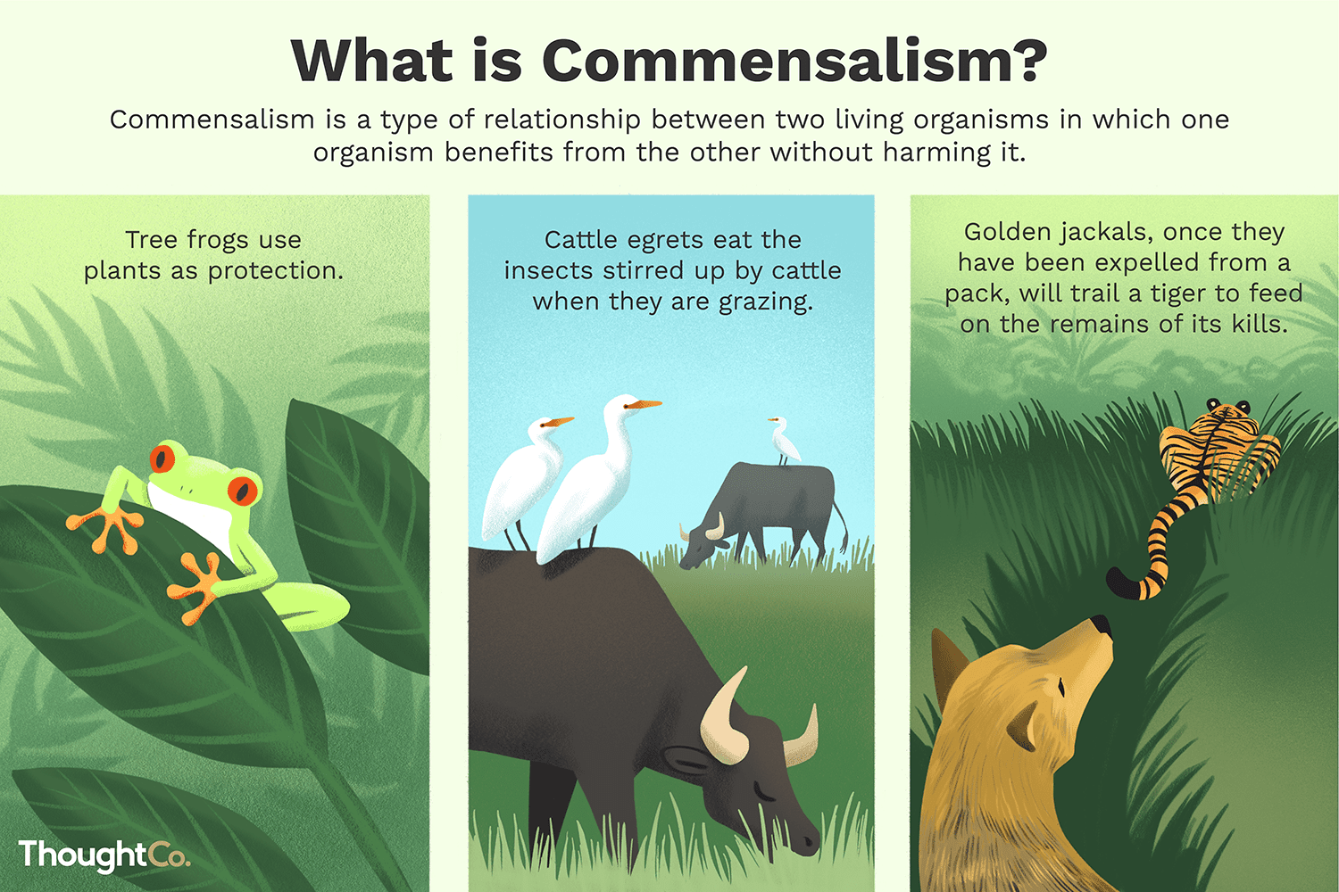 What Is A Commensalism Relationship