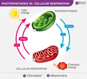 What is the Relationship between Photosynthesis And Cellular Respiration