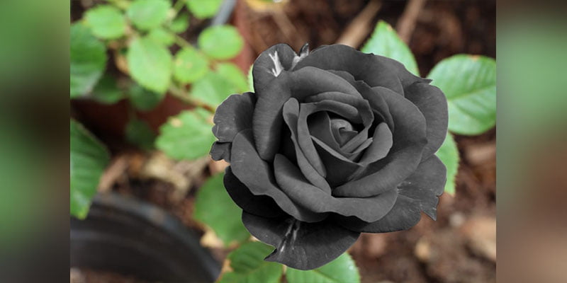 What Do Black Roses Mean in a Relationship 11455