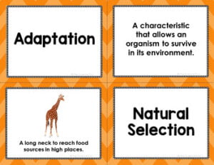 What is the Relationship between Adaptation And Natural Selection