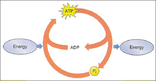 What is the Relationship between Adp And Atp 12263