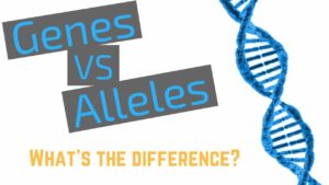 What is the Relationship between Alleles And Genes
