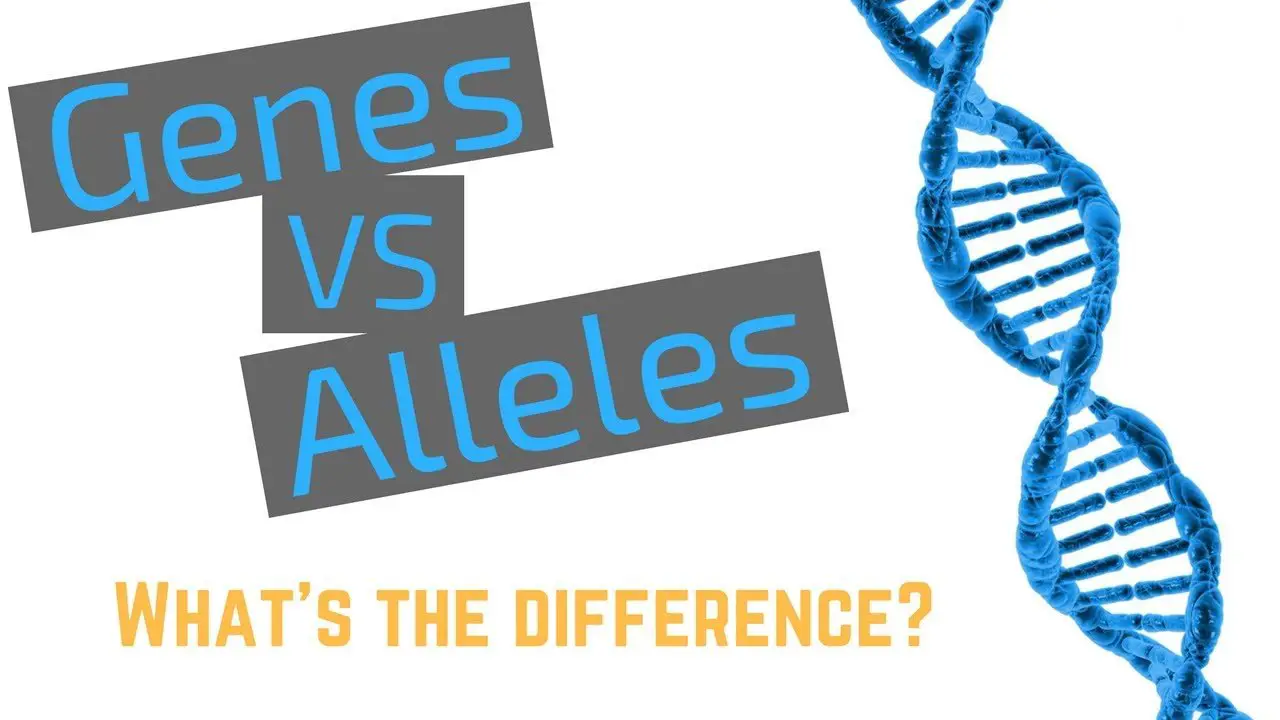 What is the Relationship between Alleles And Genes 12179
