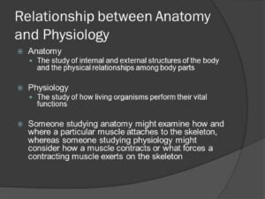 What is the Relationship between Anatomy And Physiology