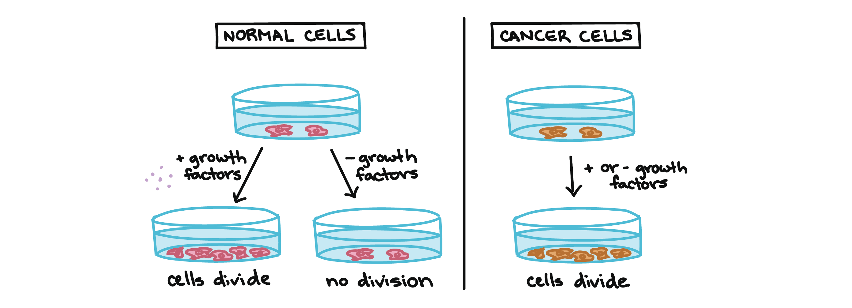 What is the Relationship between Cancer And the Cell Cycle 12435