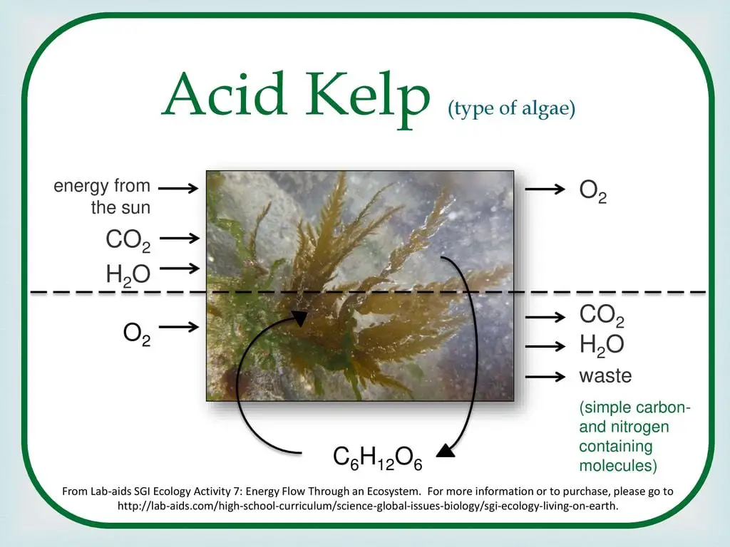 What is the Relationship between Co2 And O2 for Kelp 12299