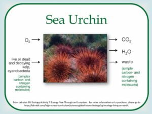 What is the Relationship between Co2 And O2 for Urchins