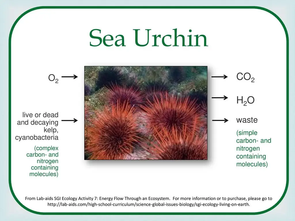 What is the Relationship between Co2 And O2 for Urchins 12301