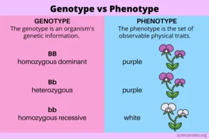 What is the Relationship between Genotype And Phenotype