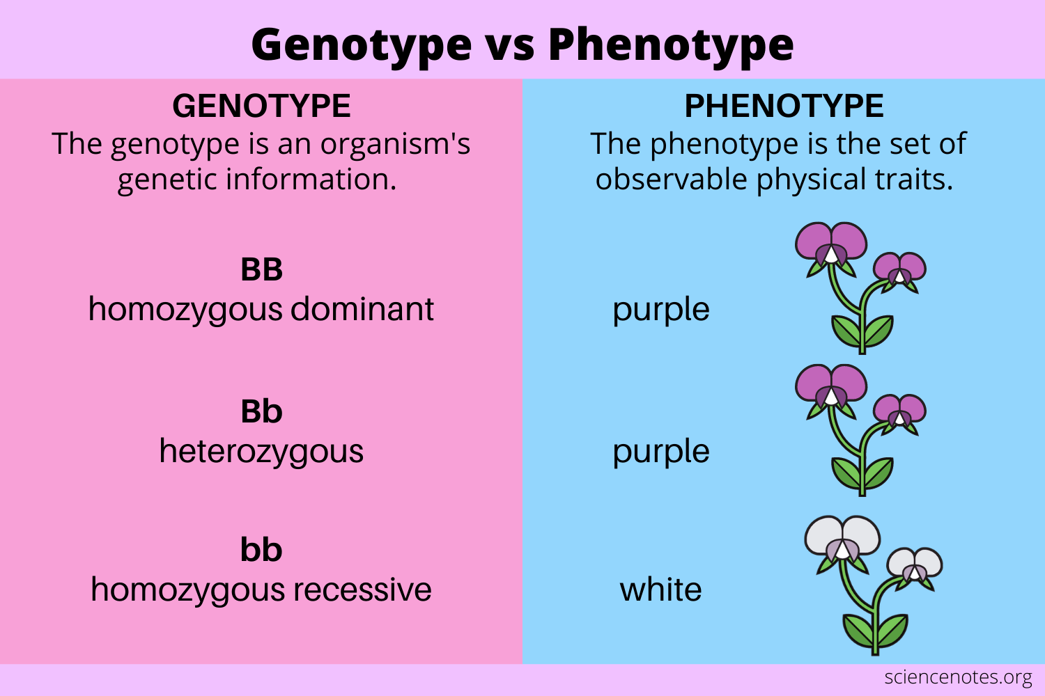 What is the Relationship between Genotype And Phenotype 11192