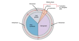 What is the Relationship between Interphase And Cell Division