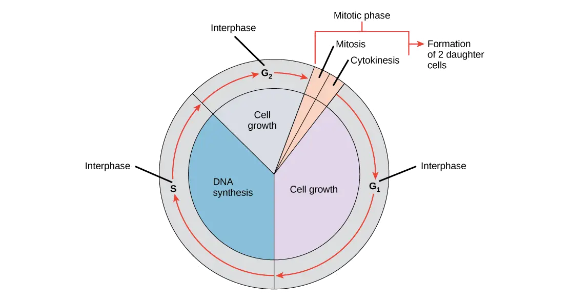 What is the Relationship between Interphase And Cell Division 11332