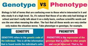 What is the Relationship between Phenotype And Genotype