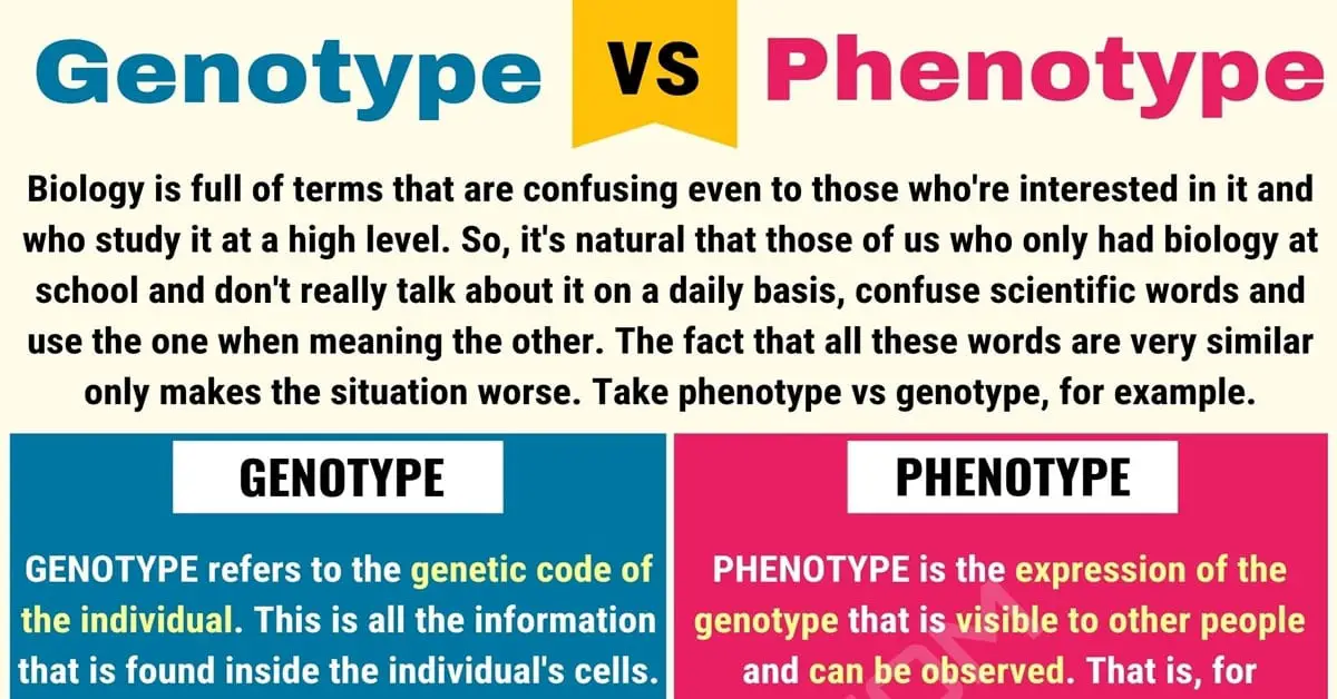 What is the Relationship between Phenotype And Genotype 11212