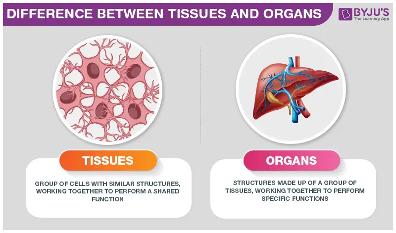 What is the Relationship between Tissues And Organs 11280