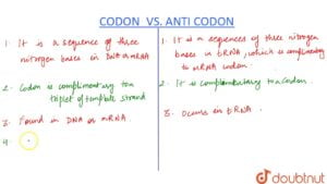 What is the Relationship between a Codon And an Anticodon