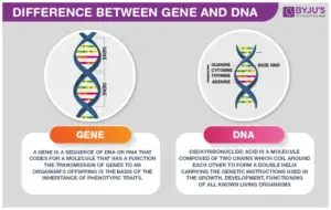What is the Relationship between a Gene And Dna