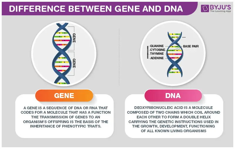 What is the Relationship between a Gene And Dna 11189