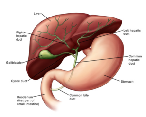 What is the Relationship between the Liver And the Gallbladder