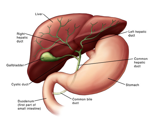 What is the Relationship between the Liver And the Gallbladder 12477