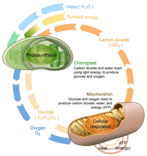 Whats the Relationship between Photosynthesis And Cellular Respiration 11222
