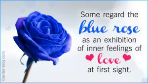 What Do Blue Roses Mean in a Relationship