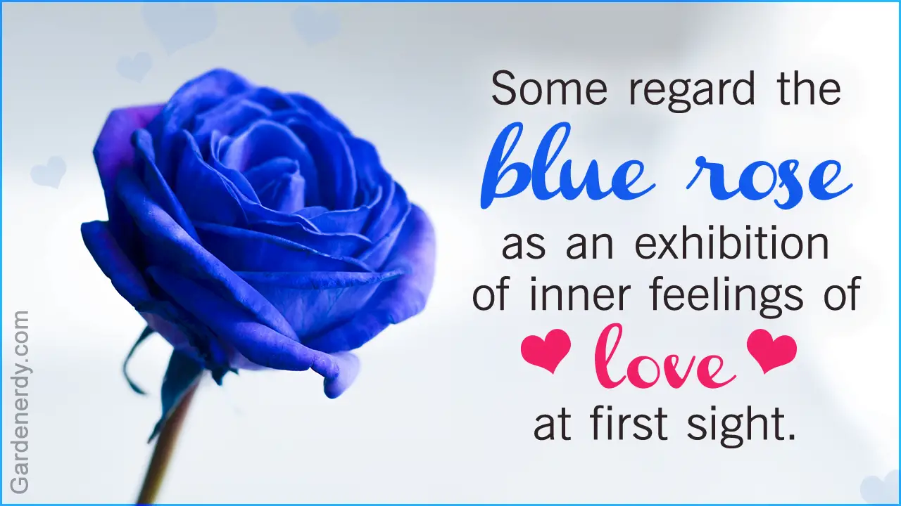 What Do Blue Roses Mean in a Relationship 10879