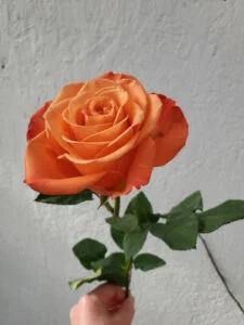 What Do Orange Roses Mean in a Relationship