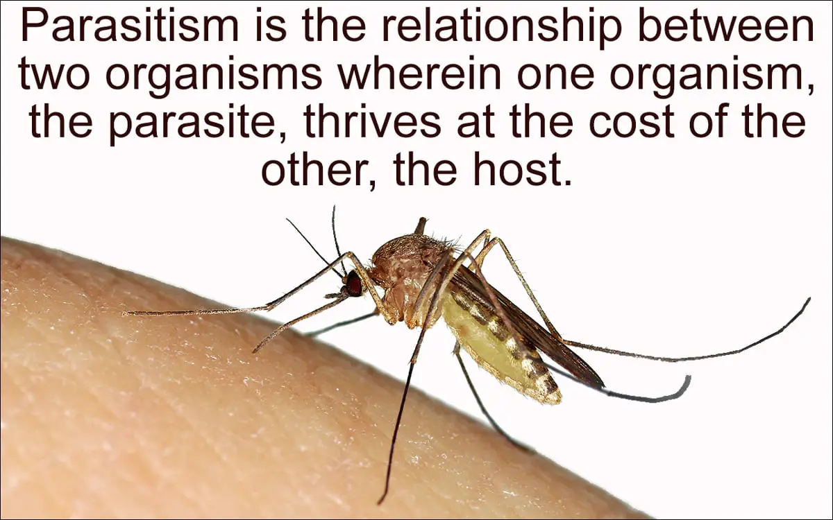 What is a Parasitism Relationship 11003