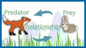 What is a Predator Prey Relationship