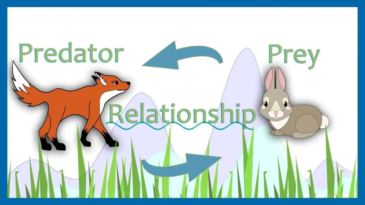 What is a Predator Prey Relationship