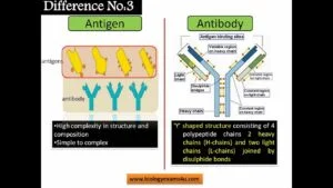 What is the Relationship between Antigen And Antibody