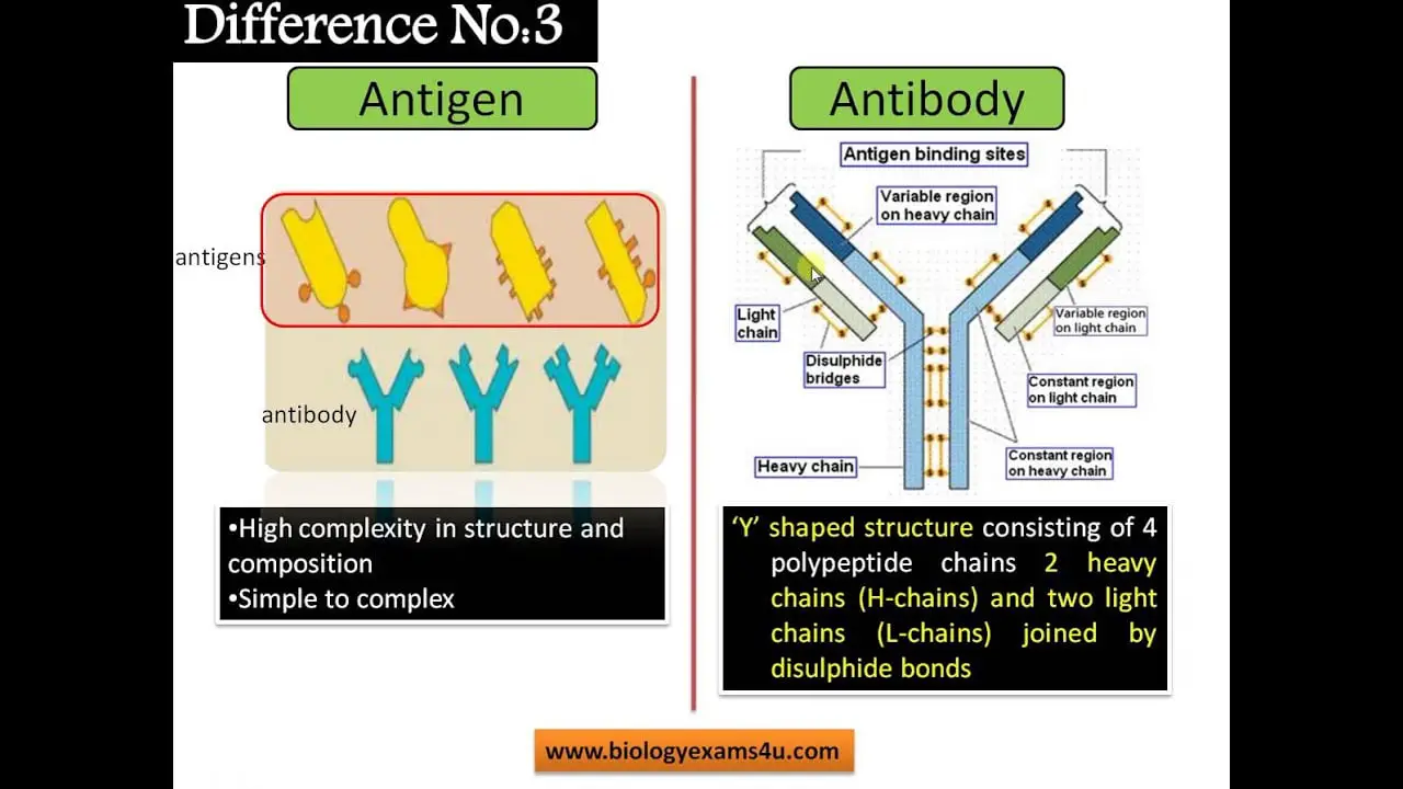 What is the Relationship between Antigen And Antibody 11106