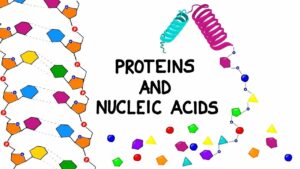 What is the Relationship between Proteins And Nucleic Acids