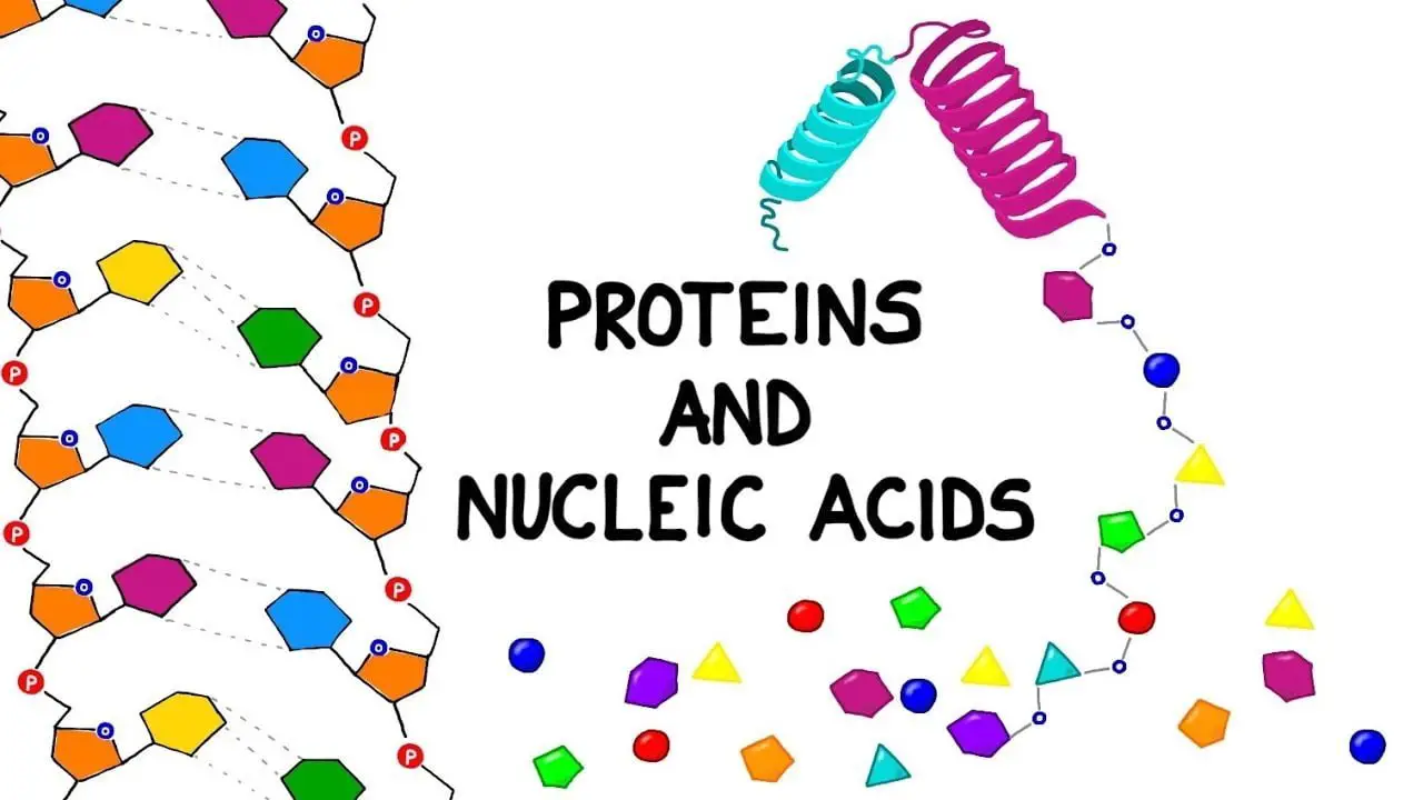 What is the Relationship between Proteins And Nucleic Acids 11125