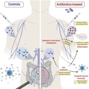 What is the Relationship between a Healthy Microbiome And Antibiotics