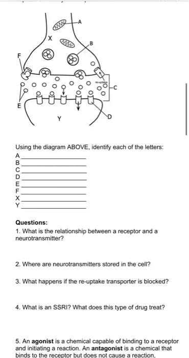 What is the Relationship between a Receptor And a Neurotransmitter 11064