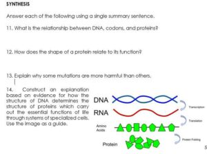 What is the Relationship between Dna Codons And Proteins