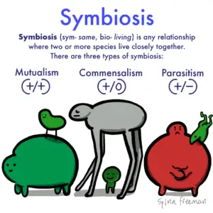 What Does a Symbiotic Relationship Mean