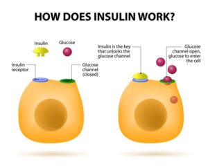What is the Basic Relationship between Insulin And Glucose