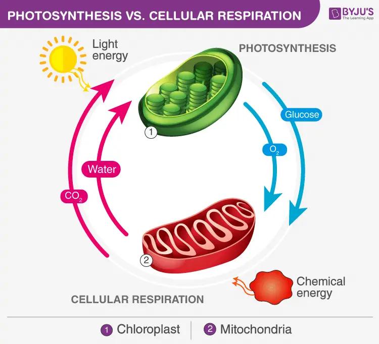 What is the Relationship between Cellular Respiration And Photosynthesis