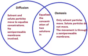 What is the Relationship between Osmosis And Diffusion