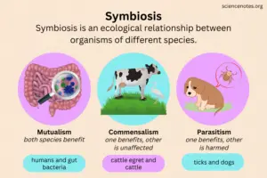 What is the Symbiotic Relationship