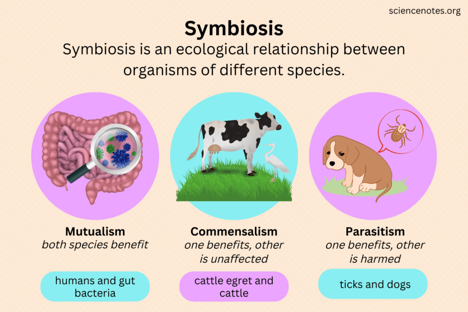 What Is The Symbiotic Relationship