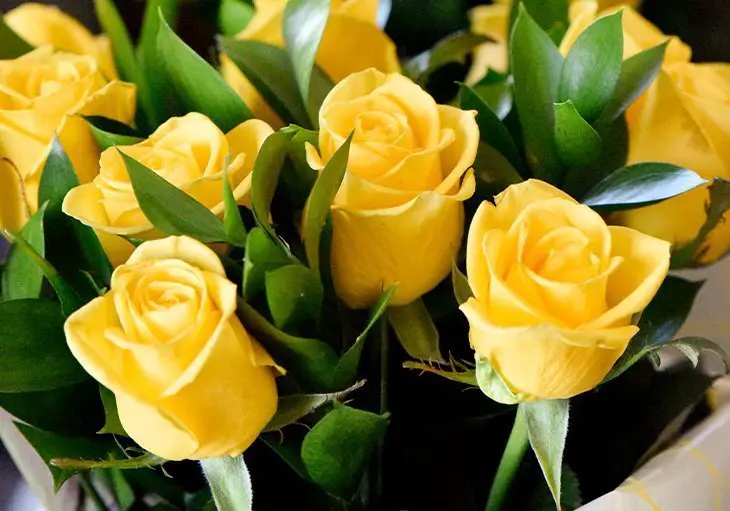 Is Yellow Rose for Friendship