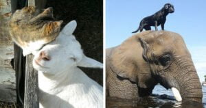 Unusual Animal Friendships That are Absolutely Adorable
