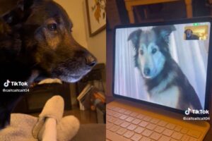 Dog When in Long Distance Relationship