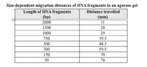 What is the Relationship of Migration Distance to Fragment Size