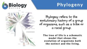 What Does Phylogenetic Relationships Mean